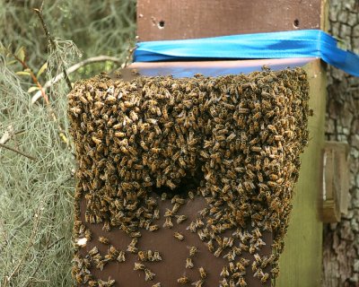 Bees_IMG_6131.jpg