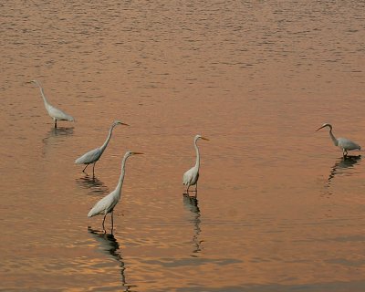 Egrets_IMG_6097_72.jpg