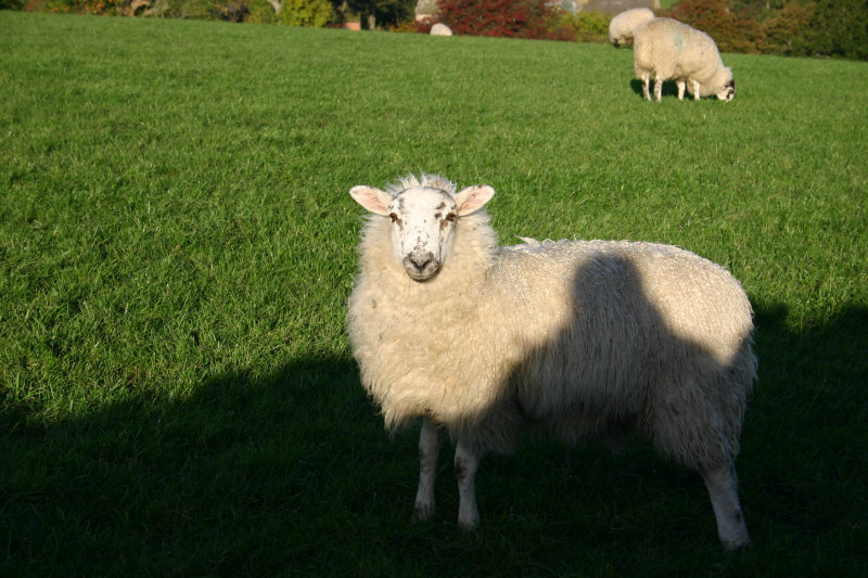 Sheep shadow