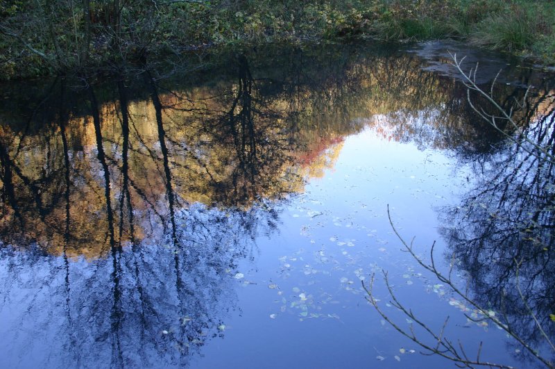 Autumn on the dog pond.