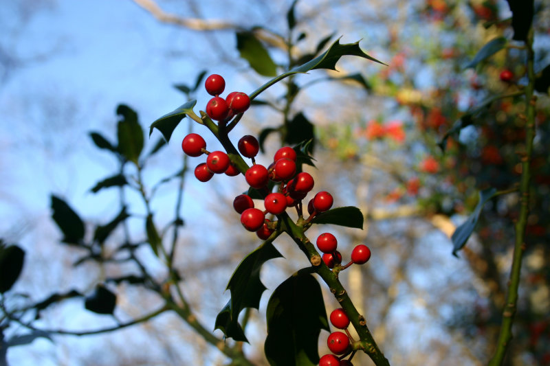 holly berries.jpg