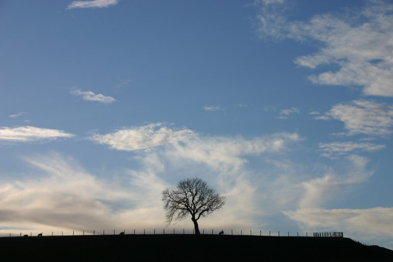 Tree on the hill