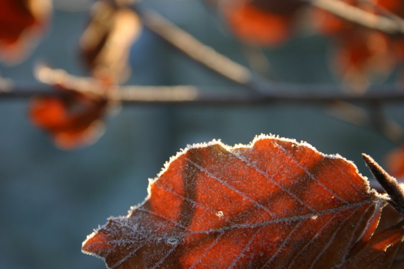 Frosted beech