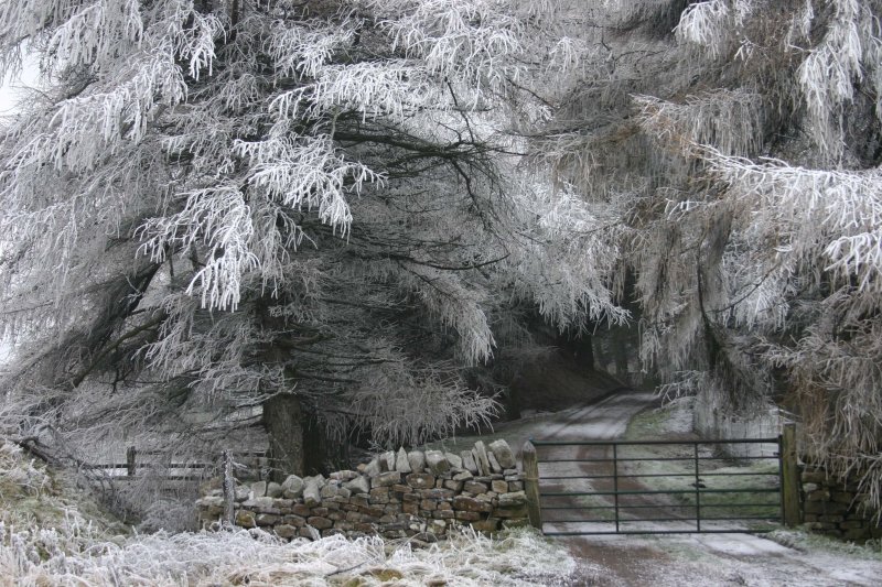 Hoar Frost at Softley Bank