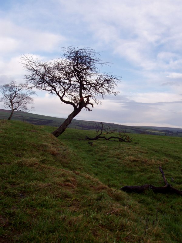 broken tree.