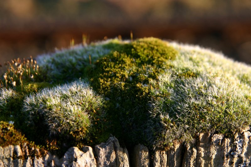 miniature garden