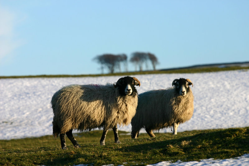 Ewe trees