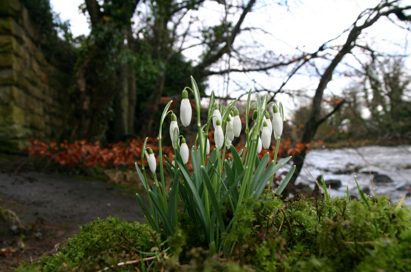 Snowdrops by the river