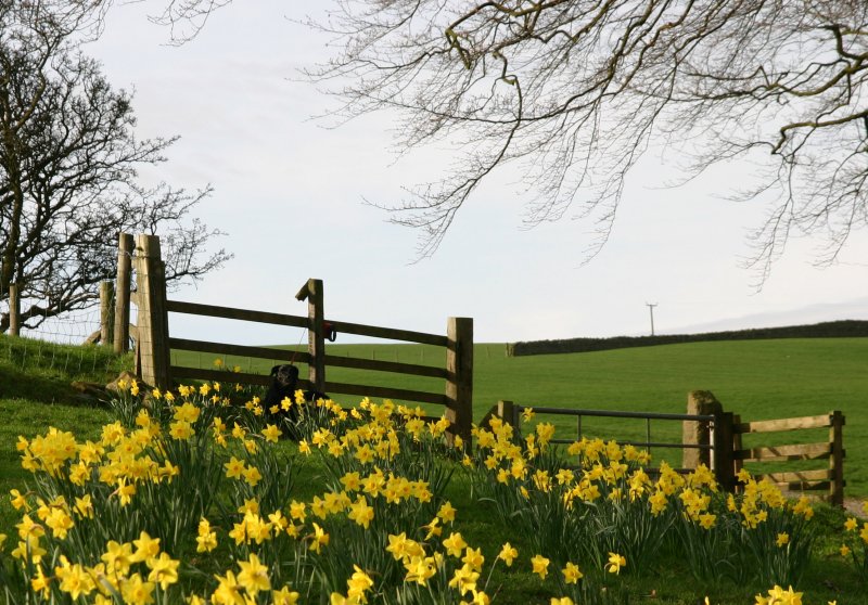 holly and daffodils