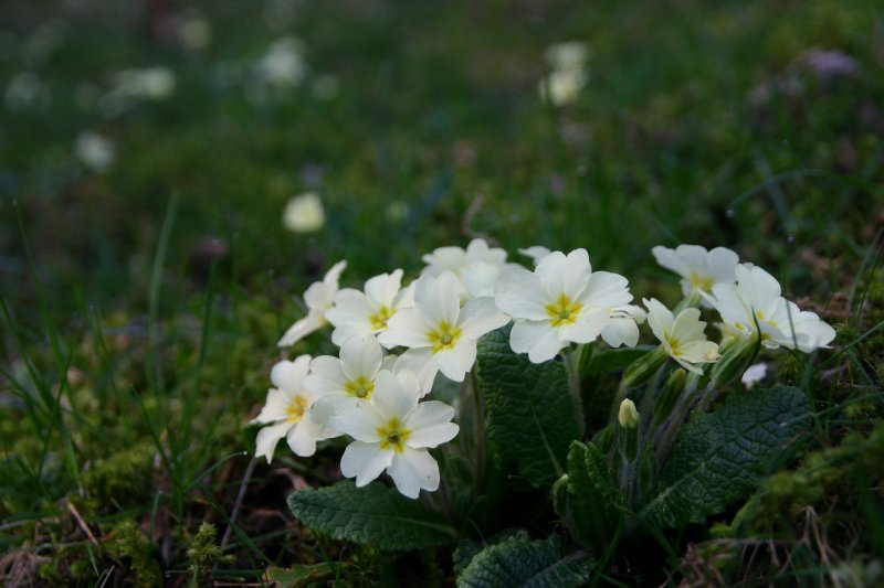 Primula