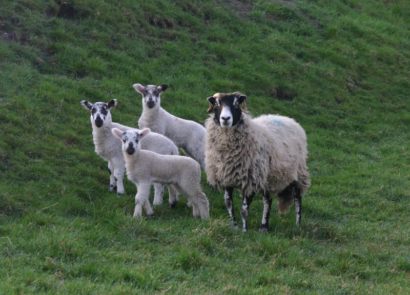 mum and triplets