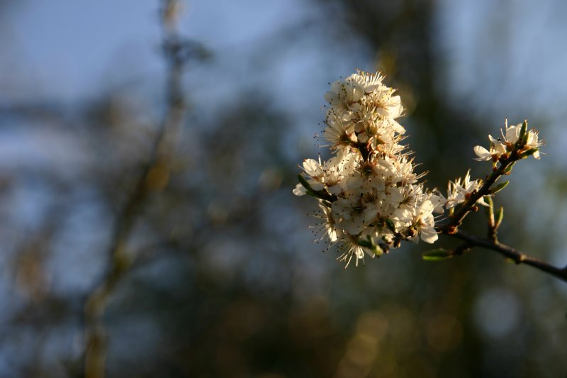 blackthorn.