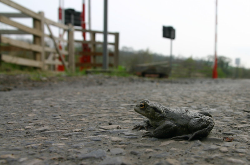 road toad