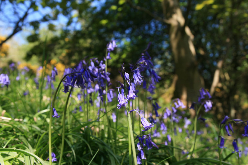 Bluebells