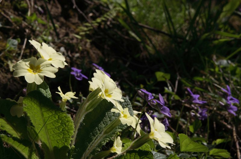 Primula and Violets