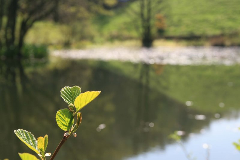 On golden pond