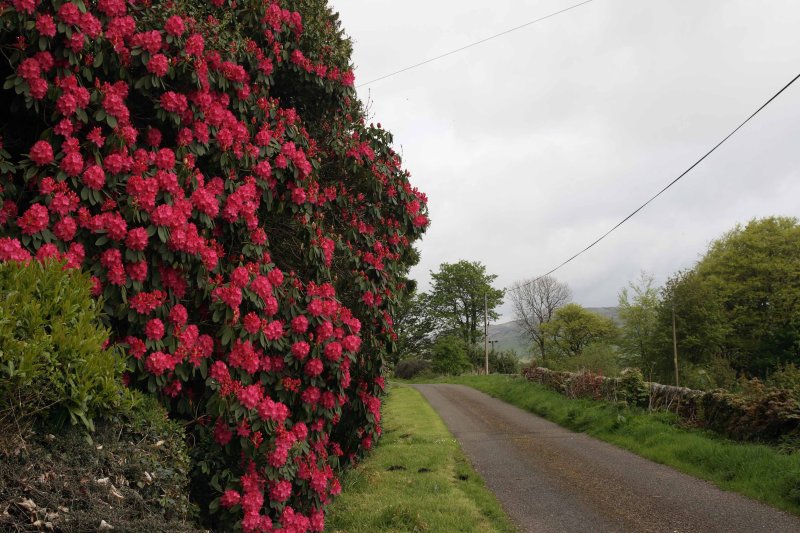 road o' dendron