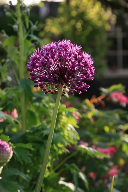 Alium