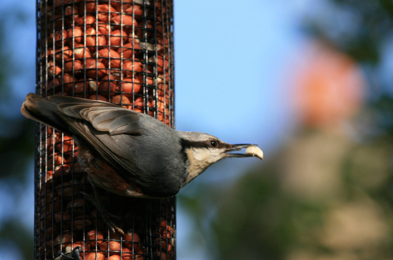 If a Nuthatch could hatch nuts