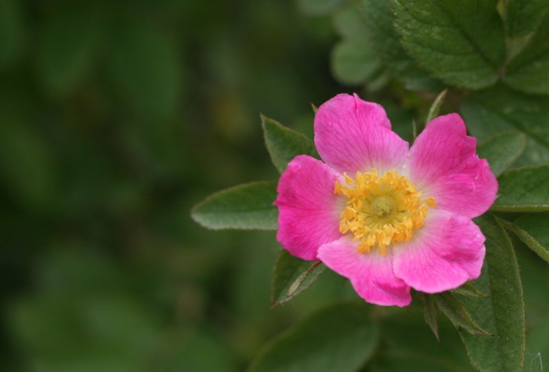 dog rose.