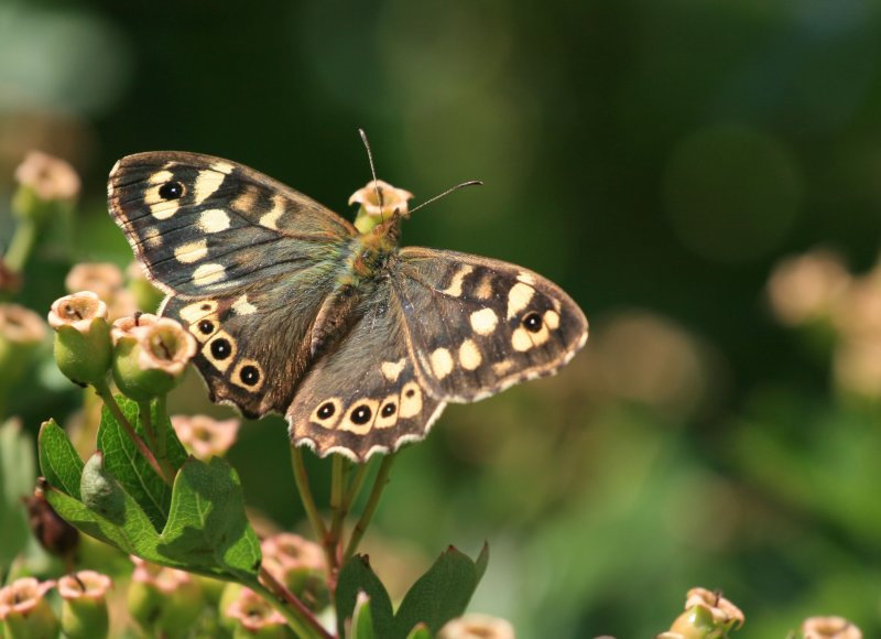 Speckled Wood butterfly