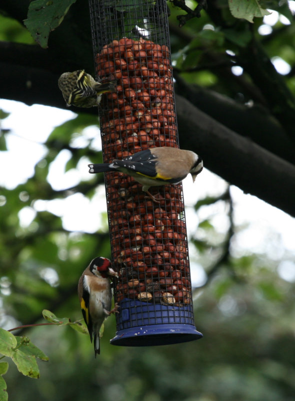 goldfinches and a siskin