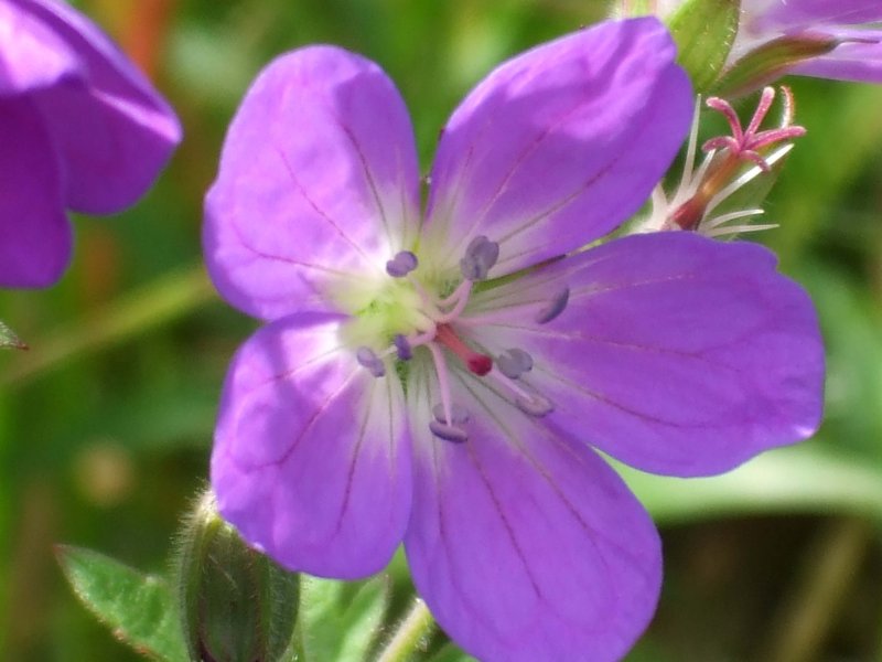 Bloody Cranesbill