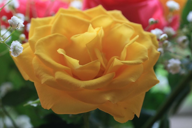 yellow rose from Tesco's