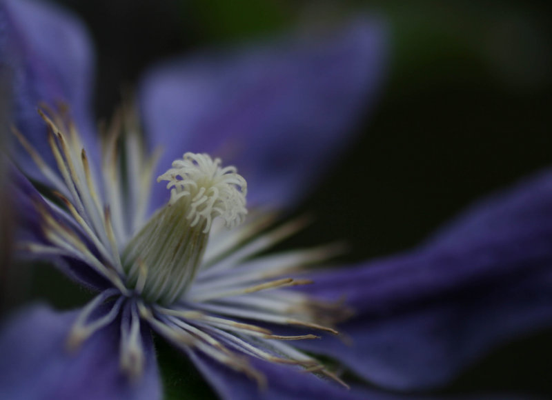 Clematis on a dull day