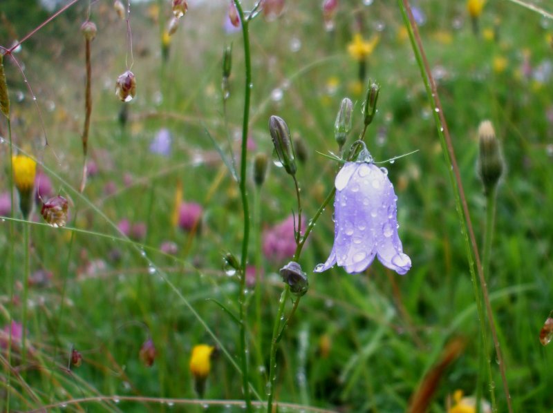 Flowers in the rain.