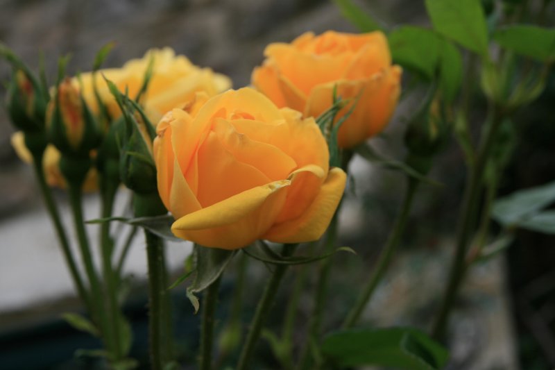 yellow rose