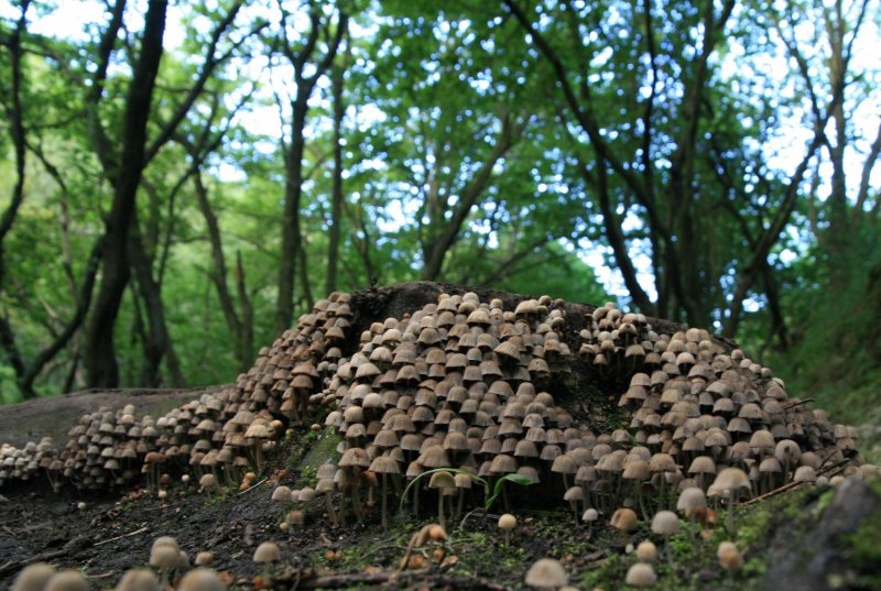 mushroom hill