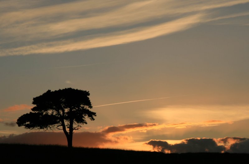 Elephant on the Serengeti