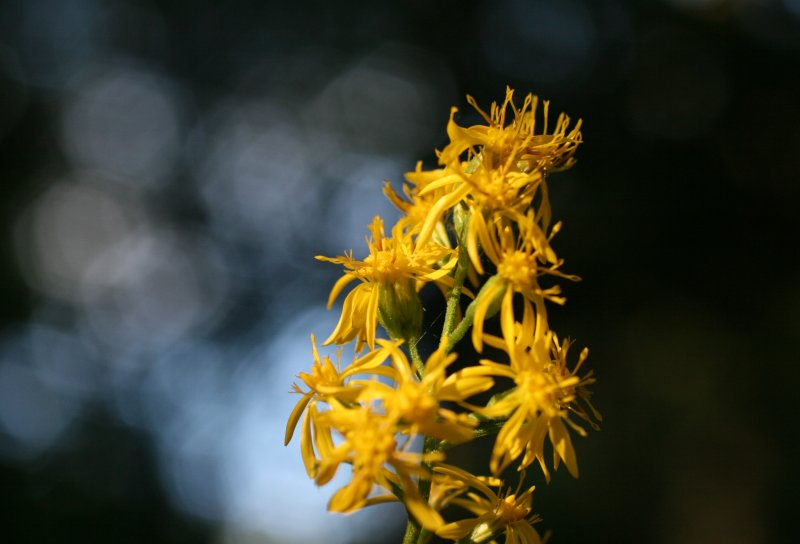 ragwort