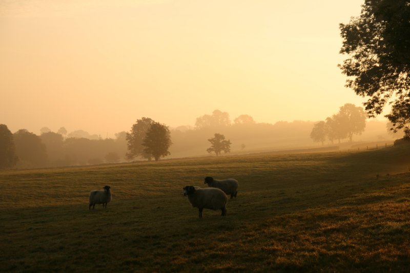 misty morning at White Kirkley