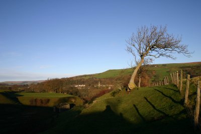 windswept near Frosterley