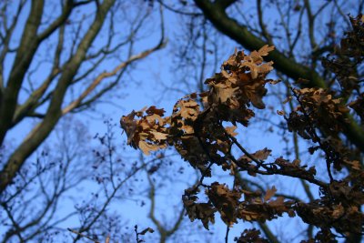 oak leaves