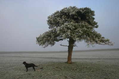 Hurry up dad, my tails frozen.