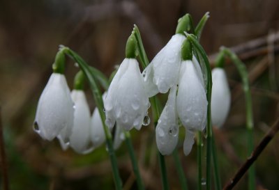 Raindrops on snowdrops