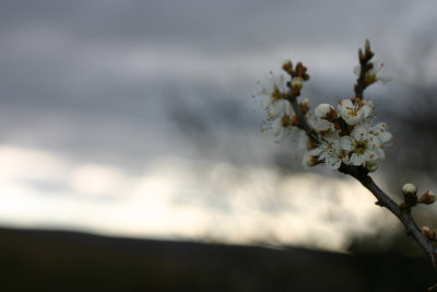 blackthorn