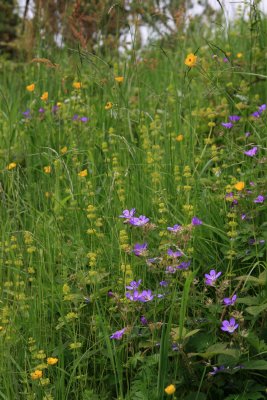 Assorted wildflowers