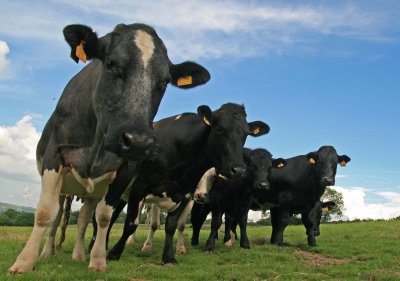 Say processed organic dairy product!