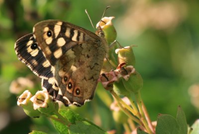 Speckled Wood