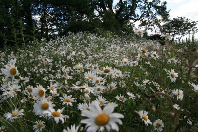 Oxeye daisies