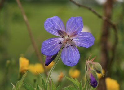 cranesbill