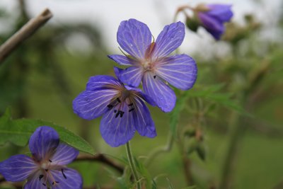 wet cranesbill