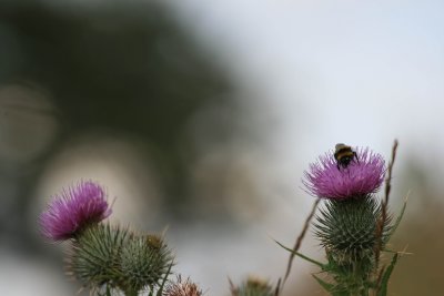 bee on thistle