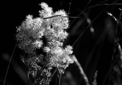 meadowsweet