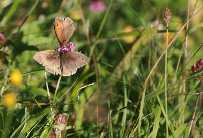 butterflies