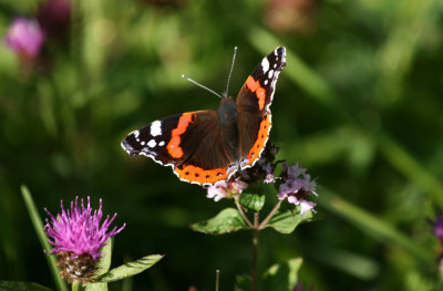 Red Admiral on marjoram